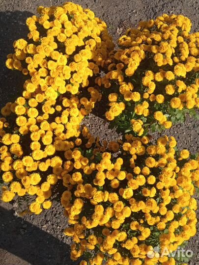 Хризантемы мультифлора в горшке