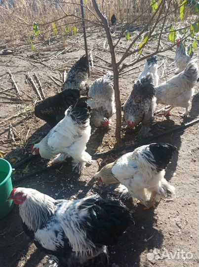 Продаются семимесячные петухи Брама