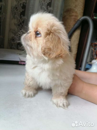 Щенки пекинеса