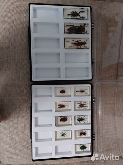 Насекомые в стекле