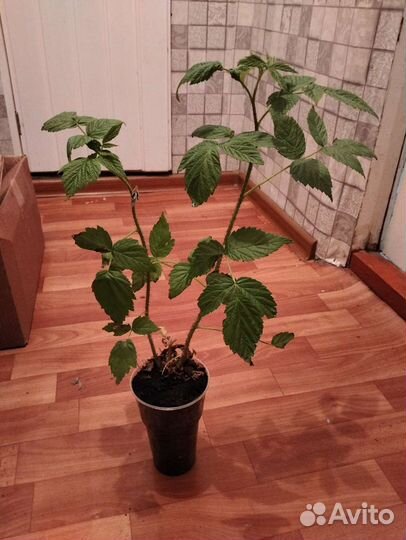 Малина саженцы, рассада