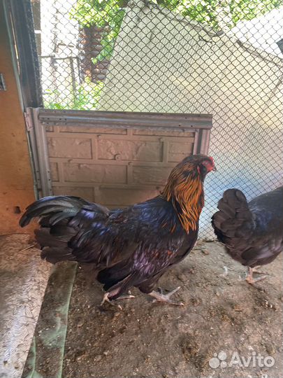 Петух амераукана