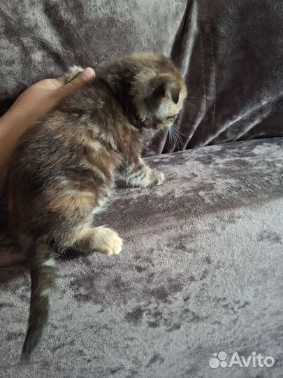 Кошечка скоттиш фолд