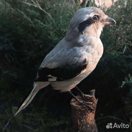 Чучело сорокопута