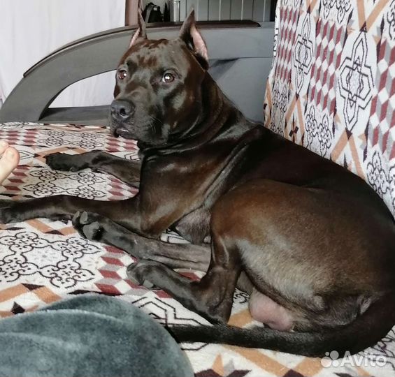 Вязка питбуль