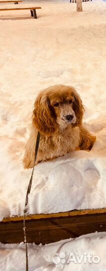 Английский кокер спаниель рыжий