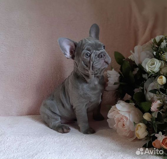 Французский бульдог щенки