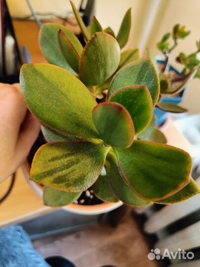 Крассула Маруба