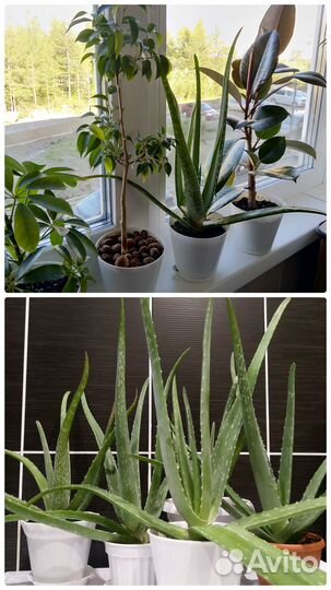 Комнатные растения