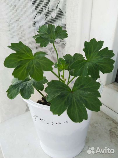 Герань пеларгония