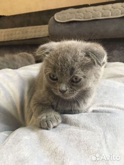 Британская