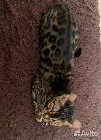 Бенгальская кошка бесплатно