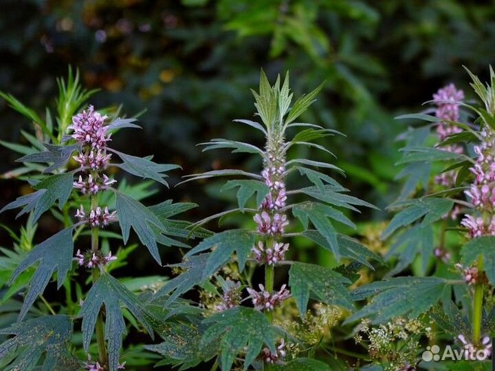 Пустырник (Семена)