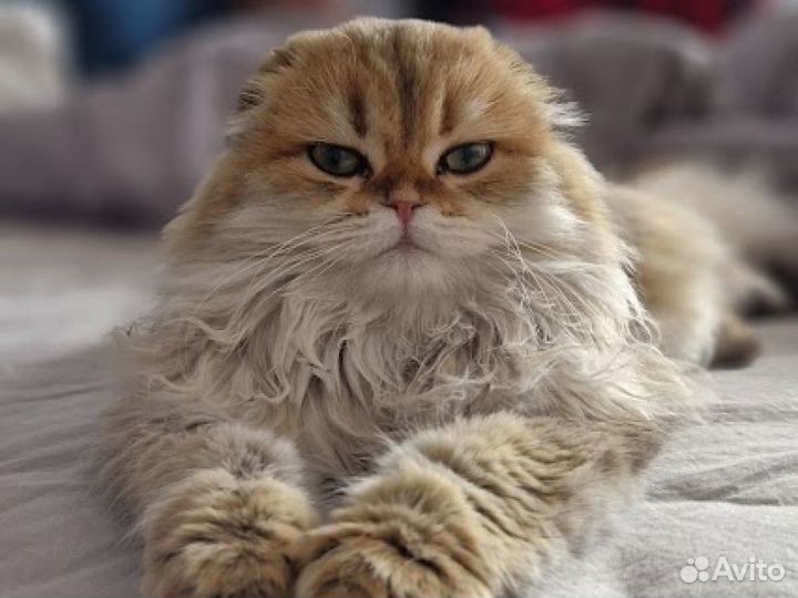 Передержка кошек, котов и маленьких собачек