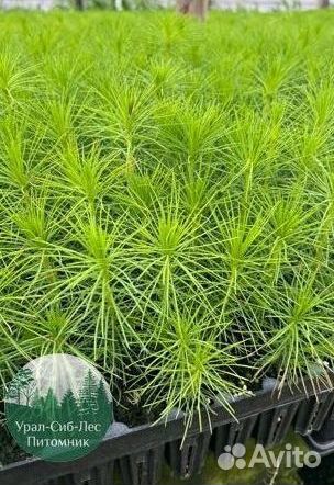 Сосна зкс окс сеянцы Ель Лиственница Голуб Горная