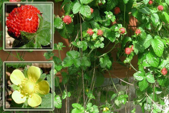 Дюшенея индийская