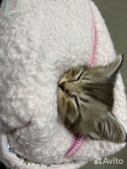 Котенок в добрые руки