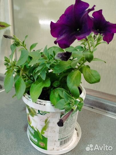 Рассада петунии