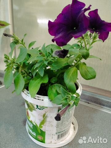 Рассада петунии