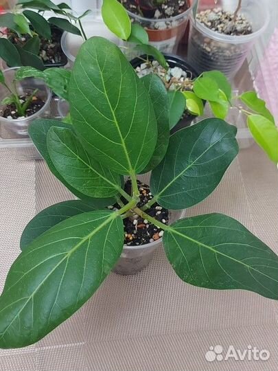 Фикус Бенгальский Одри