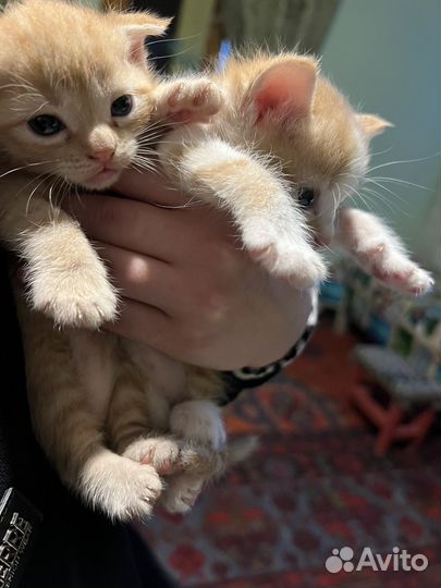 Отдаю котят в добрые руки