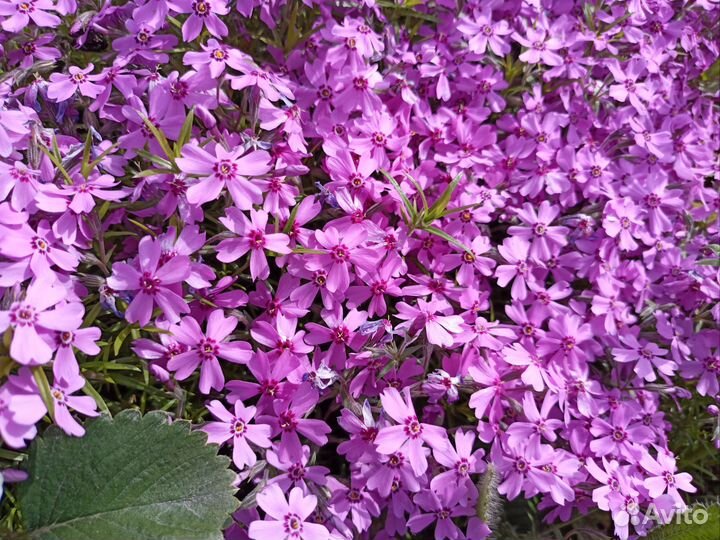 Флокс шиловидный