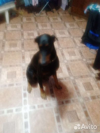 Щенки добермана
