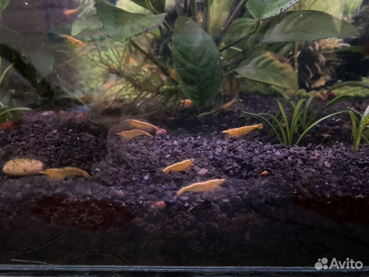 Креветки желтый неон и синие