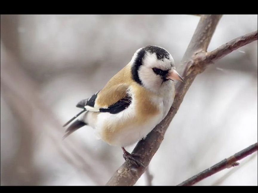 Чижи щеглы певчие птицы