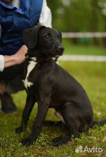 Щенок мальчик в добрые руки
