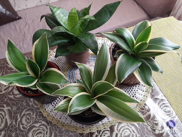 Продам цветы Сансевиерии