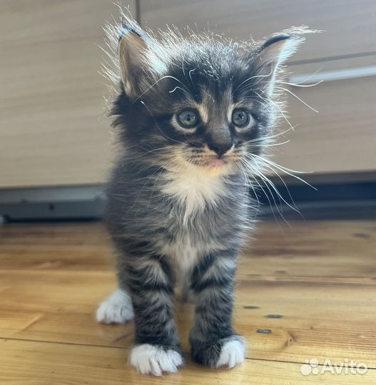 Котята мейн-кун