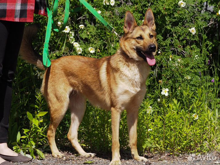 Собака Фокси