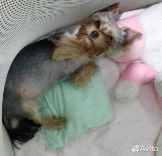 Йорк девочка