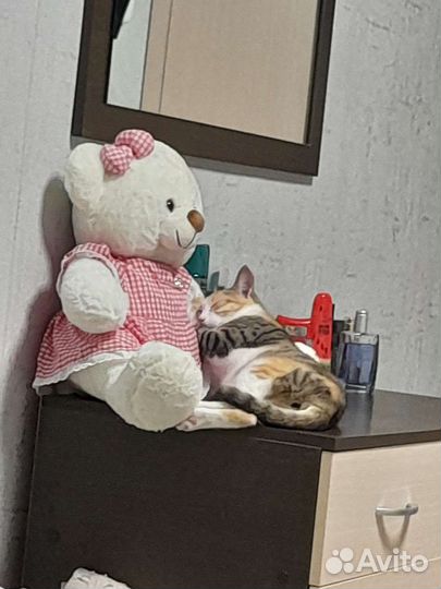 Кошечка в добрые руки