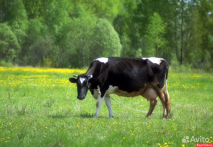 Продажа дойных коров