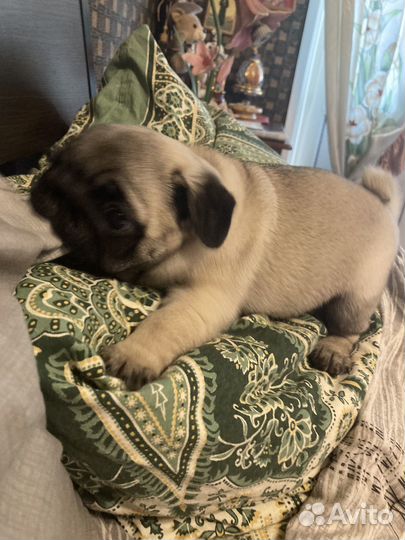 Шенки Мопсов