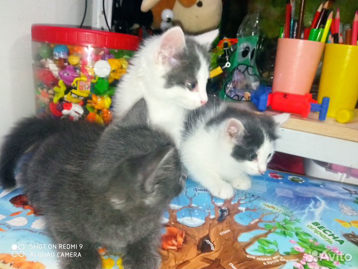 Отдам котят в добрые руки