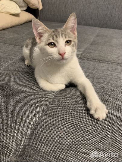 Котенок в добрые руки