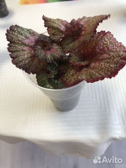 Декоративно-лиственные бегонии