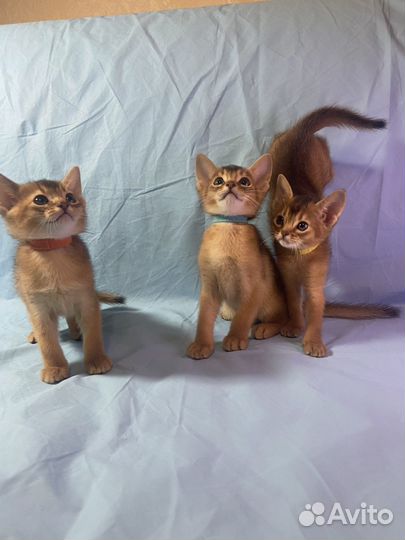 Абиссинские котята