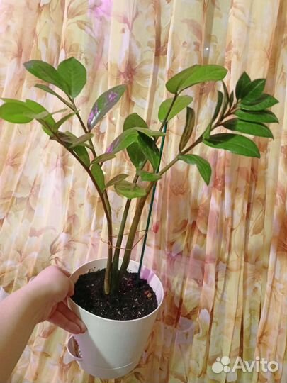 Замиокулькас