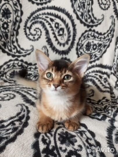 Сомалийская кошка