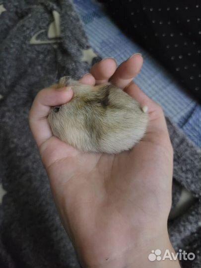 Отдам хомяка