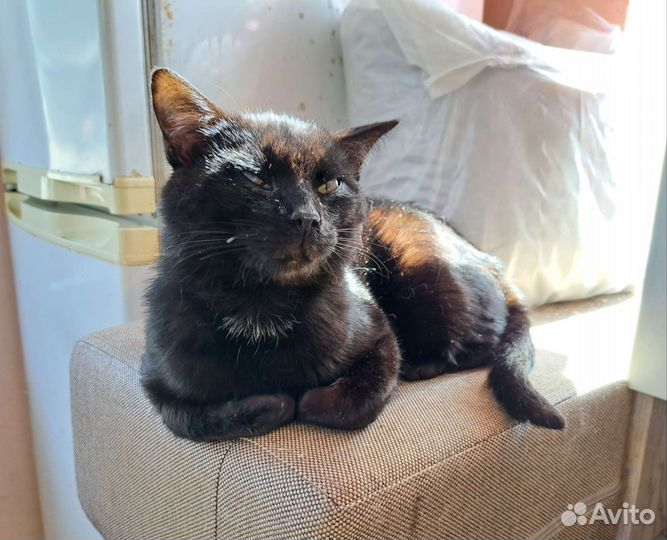 Кошка в дар