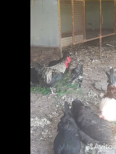 Куры и петухи порода Кохин и Беткамки Декаротивные