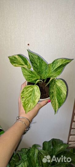 Сциндапсусы