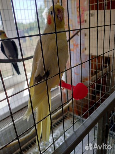 Попугай корелла мальчик