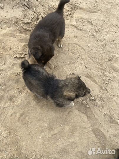 Щенки сторожевой собаки бесплатно