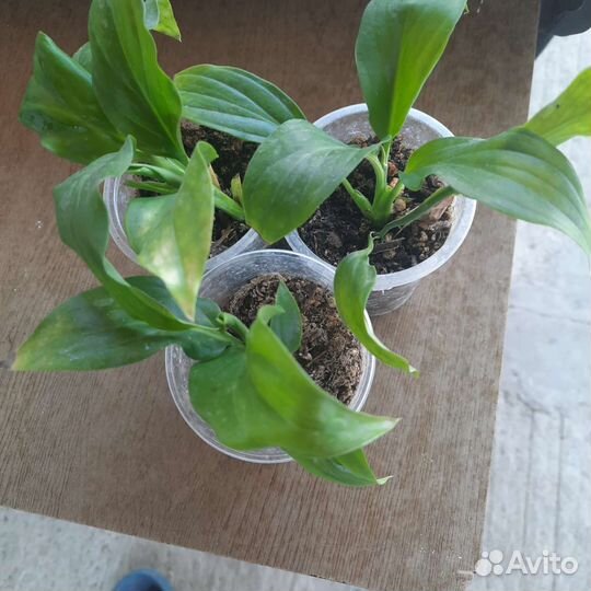 Традесканция